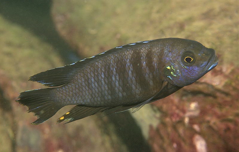 Petrotilapia chrysos 'Chinyamwezi Island'